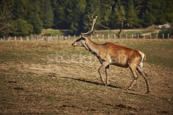 Red deer hart Stock photo © photosebia