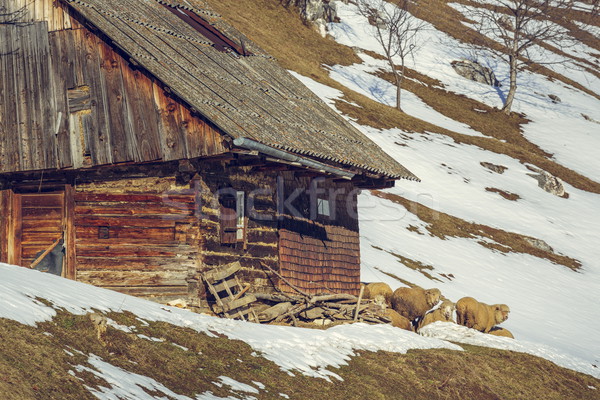 Wooden house and sheep Stock photo © photosebia