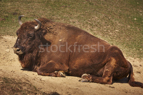 European bison  female Stock photo © photosebia