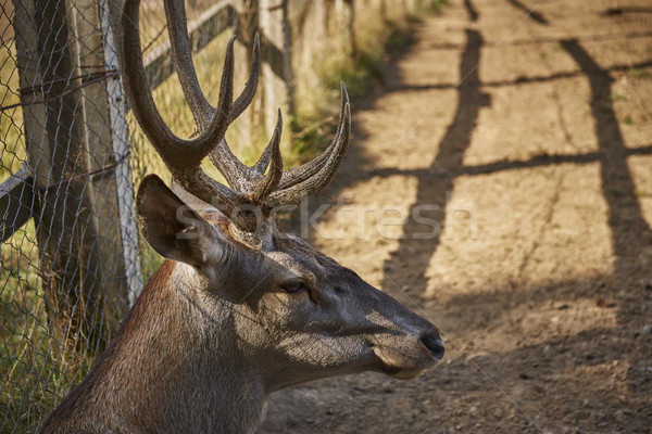 Red deer male head Stock photo © photosebia