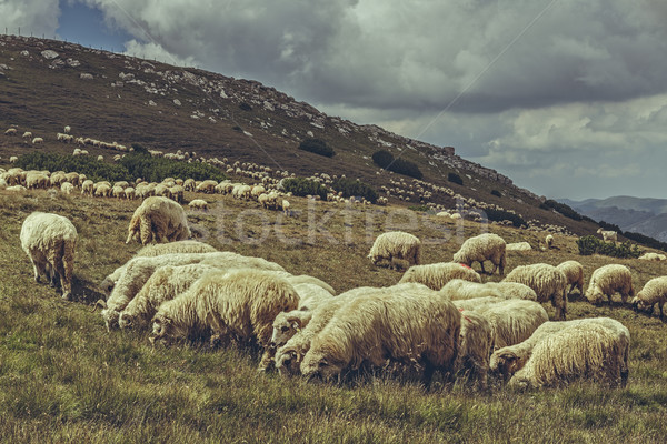 Stockfoto: Schapen · alpine · bergen · Roemenië