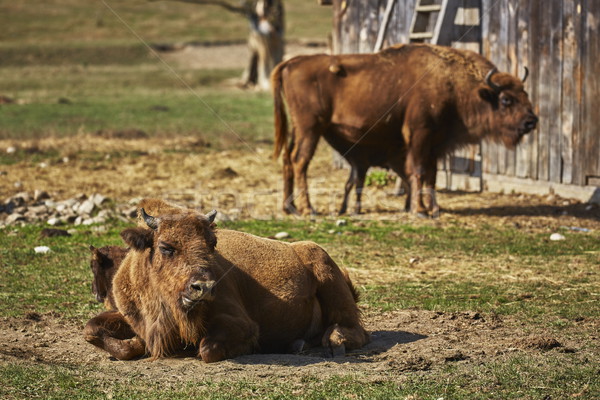 European bison females and calves Stock photo © photosebia