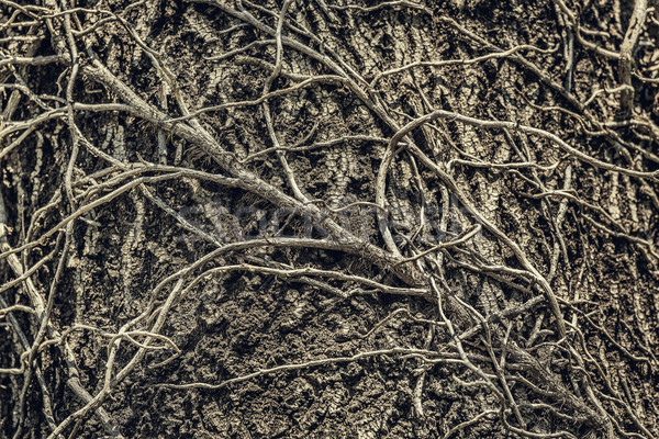 Stock photo: Twining leafless creeping branches