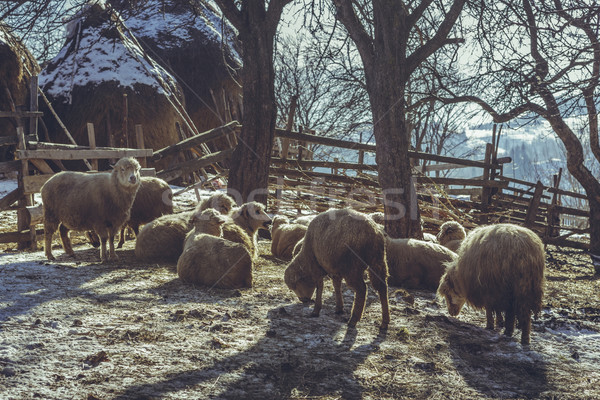 Sheep resting in a fold Stock photo © photosebia