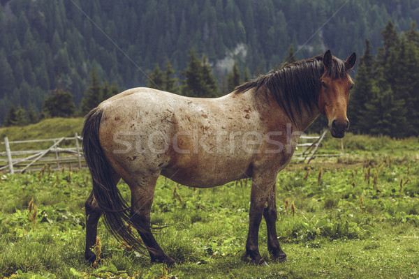 Semental alpino montanas región Rumania Foto stock © photosebia