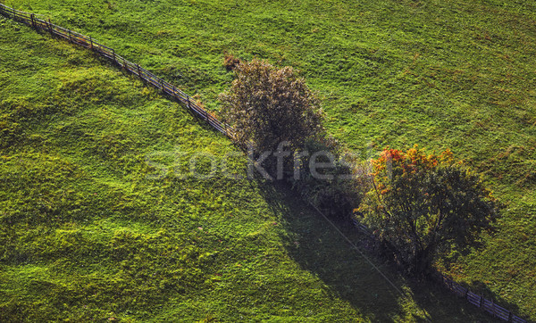 Green meadow and rustic fence Stock photo © photosebia