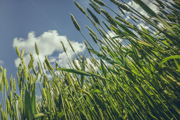 Unripe wheat field closeup Stock photo © photosebia