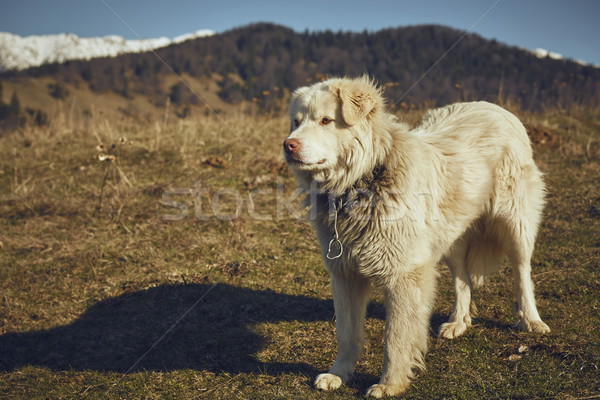 Alerter blanche chien de berger libre métal Photo stock © photosebia