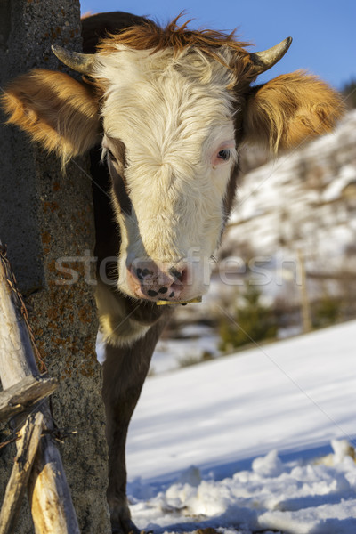 Young cow with bell Stock photo © photosebia