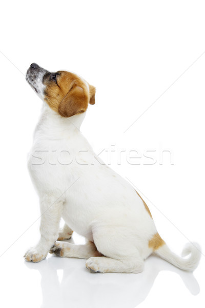 Сток-фото: послушный · терьер · собака · профиль · щенков · сидят
