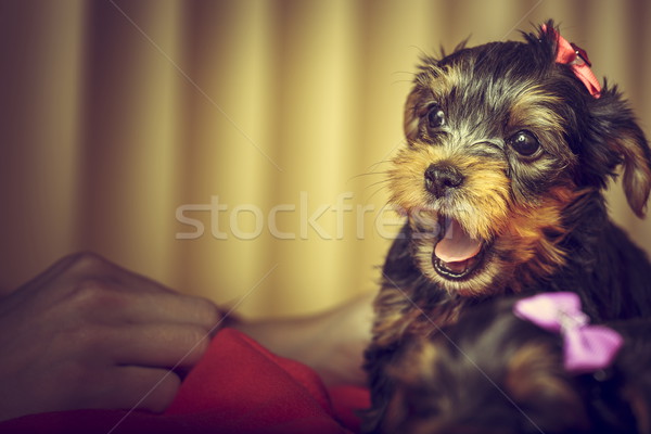 Сток-фото: Йоркшир · терьер · щенков · портрет · собака