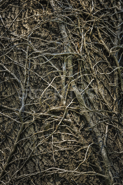 Twining leafless creeping branches Stock photo © photosebia