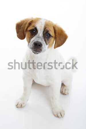 Obéissant séance chien terrier chiot [[stock_photo]] © photosebia