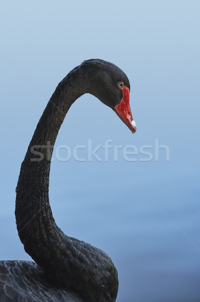黑色 天鵝 肖像 側 面對 優雅 商業照片 © photosebia