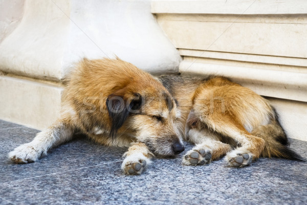 Sleeping stray dog Stock photo © photosebia