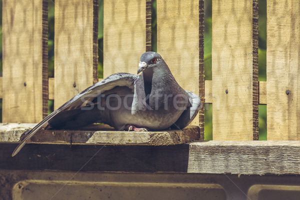 Versenyzés galamb tyúk szárny élvezi fából készült Stock fotó © photosebia