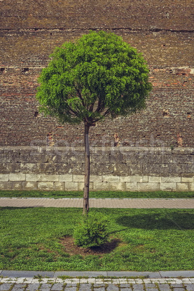 Ornamental tree and medieval brick wall Stock photo © photosebia