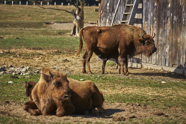 European bison females and calves Stock photo © photosebia