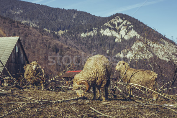 Ram and ewes Stock photo © photosebia