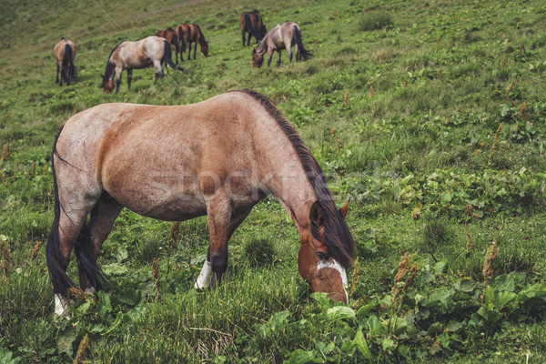 Kudde paarden merrie alpine omhoog bergen Stockfoto © photosebia