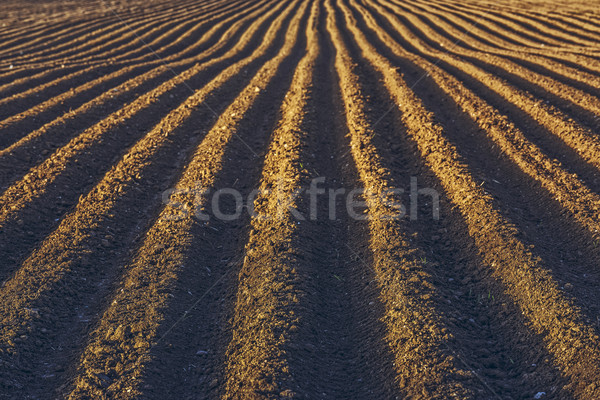 Rows pattern in a plowed field Stock photo © photosebia