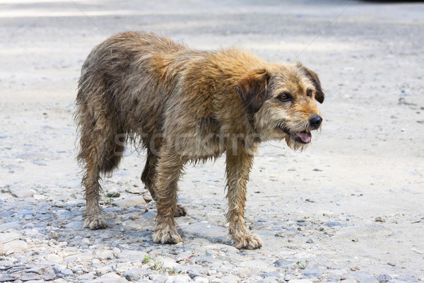 Terkedilmiş köpek portre evsiz tek başına hayvan Stok fotoğraf © photosebia