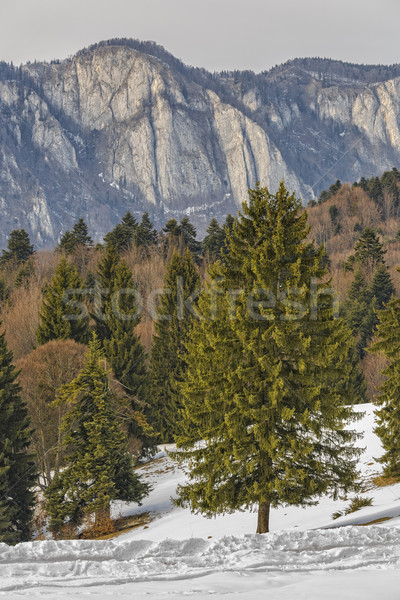 Postavaru mountains ridge Stock photo © photosebia