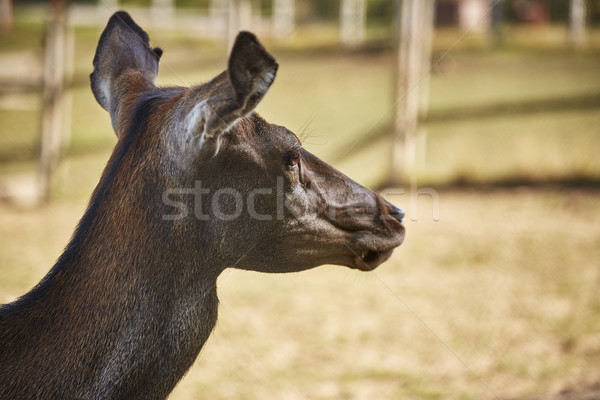 Red deer doe portrait Stock photo © photosebia