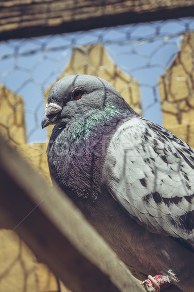 Racing pigeon portrait Stock photo © photosebia