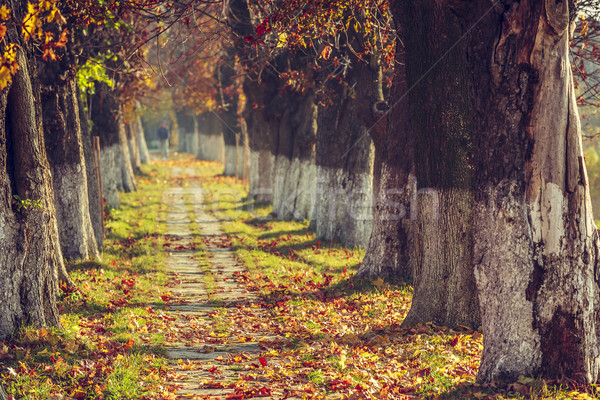 Zdjęcia stock: Jesienią · rano · krajobraz · chodniku · pokryty · wyschnięcia