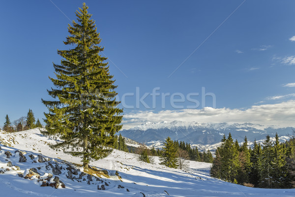 Solitary fir tree in winter Stock photo © photosebia