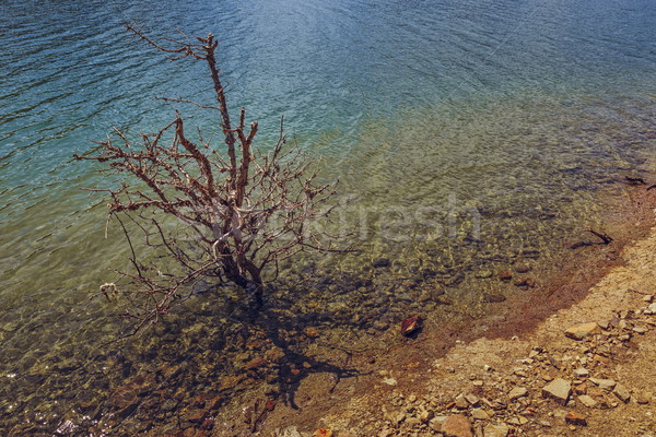 Lombtalan cserje víz száraz áttetsző tó Stock fotó © photosebia