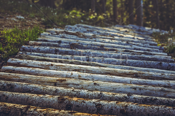 Fából készült hegyi kerékpár nyom fa alsónadrágok erdő Stock fotó © photosebia