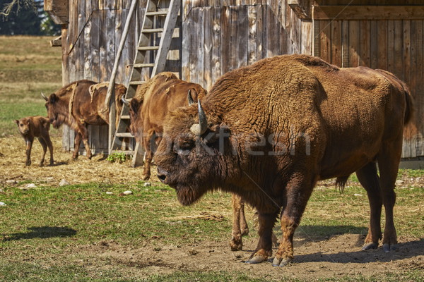 European bison bull and herd Stock photo © photosebia