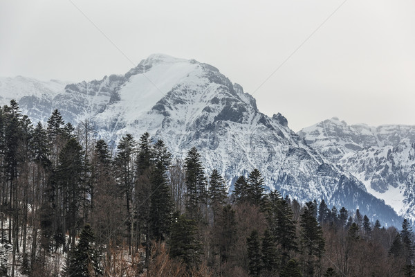 山 冬 風景 霧の 午前 ストックフォト © photosebia