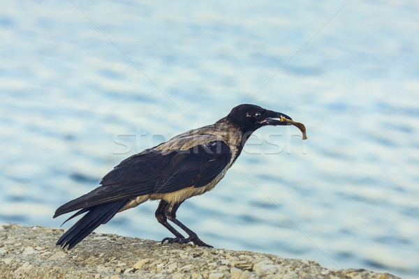 Crow with bone in beak Stock photo © photosebia