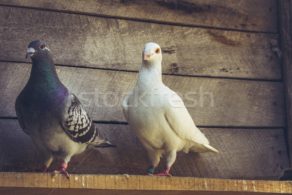 Homing pigeons in wooden loft Stock photo © photosebia