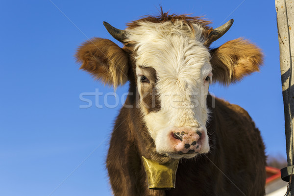 Cow portrait with bell Stock photo © photosebia