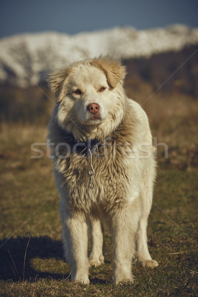 Benachrichtigung weiß Schäferhund kostenlos Metall Stock foto © photosebia