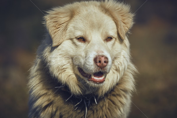Nieuwsgierig witte herdershond portret metaal Stockfoto © photosebia
