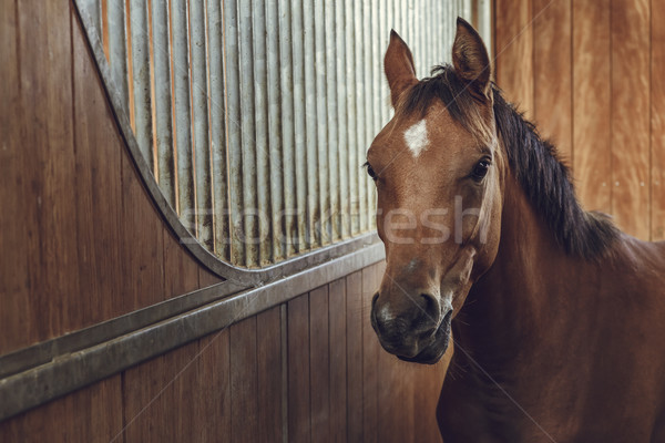 коричневый лошади портрет любопытный стабильный Сток-фото © photosebia