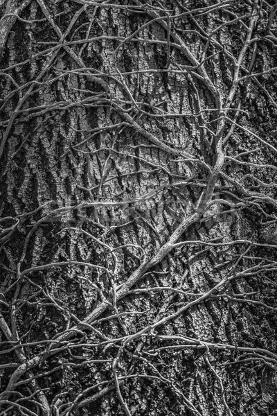 Tangled leafless vines Stock photo © photosebia