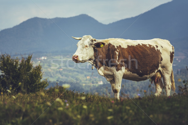 ブラウン 牛 オランダ語 鐘 草原 ストックフォト © photosebia