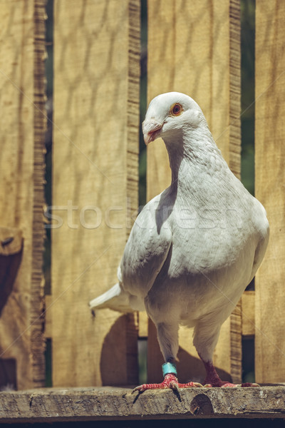 White German beauty homer pigeon Stock photo © photosebia