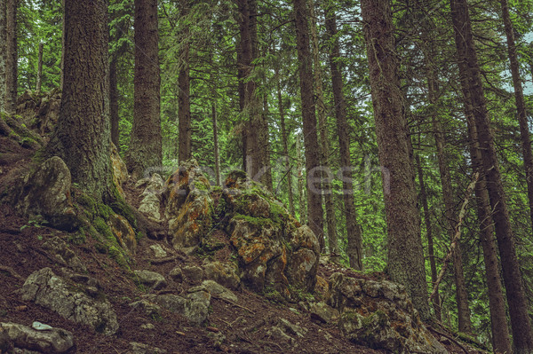 Lesie mech duży skał zielone Zdjęcia stock © photosebia
