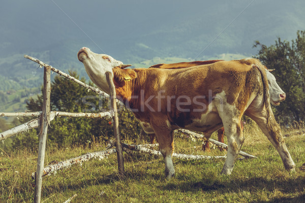 Organik üreme kahverengi genç boğa spot Stok fotoğraf © photosebia