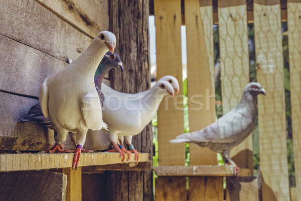 Homing pigeons in wooden coop Stock photo © photosebia