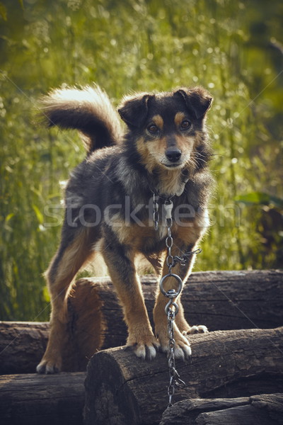 Figyelmes nyomorúságos kutya kíváncsi köteg fa Stock fotó © photosebia