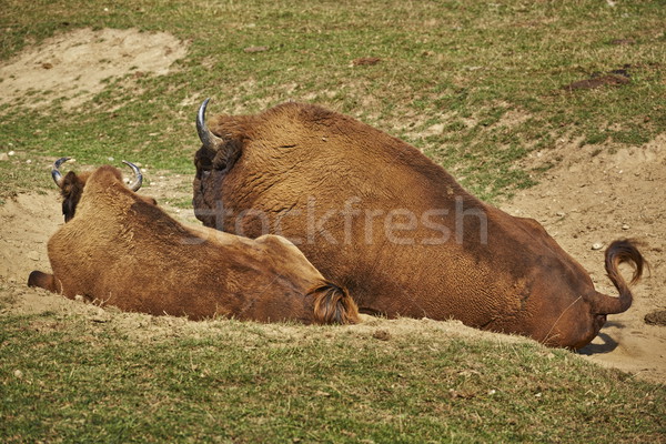 Rutting European bison pair Stock photo © photosebia