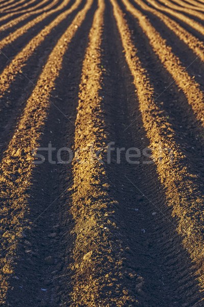Rows pattern in a plowed field Stock photo © photosebia